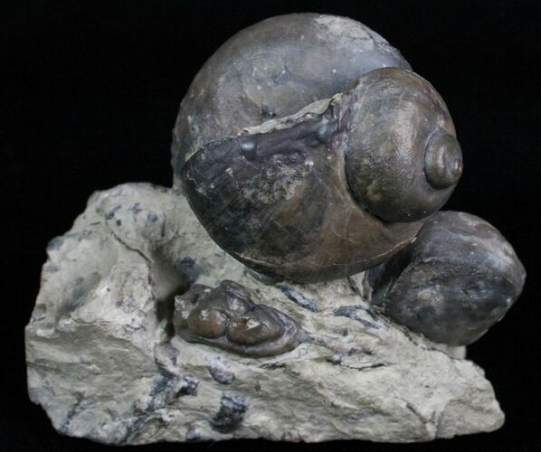 Gastropod, Brachiopod, Trilobite Association - Silurian #6026